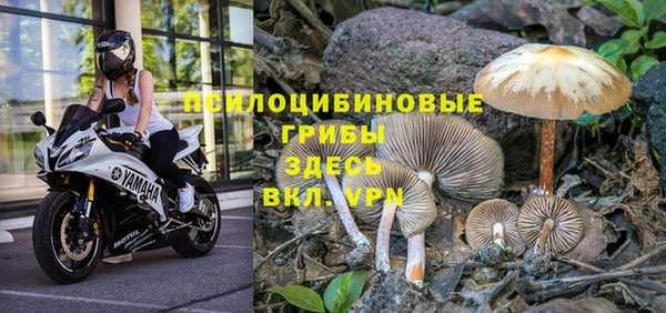 сатива Надым